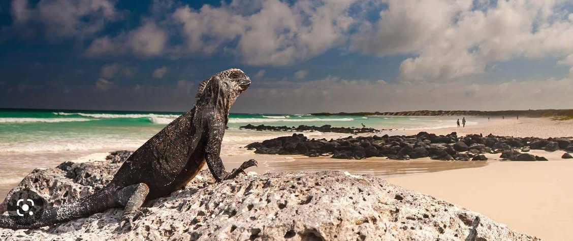 Galapagos Dance Adventure! — MON 17 – WED 26 MAY 2027