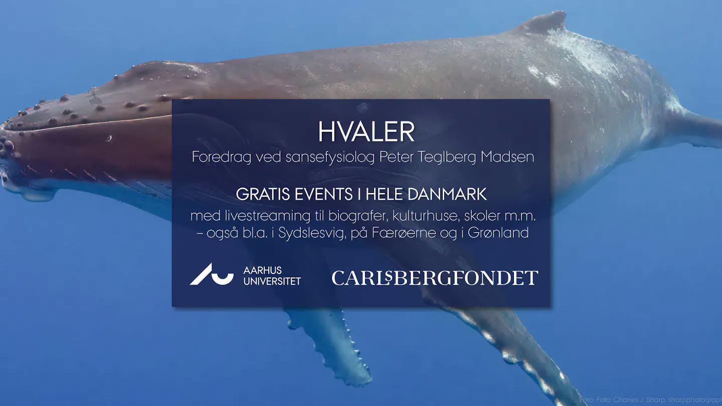 Gratis foredrag: Med havets kæmper på jagt — TUE 6 OCT