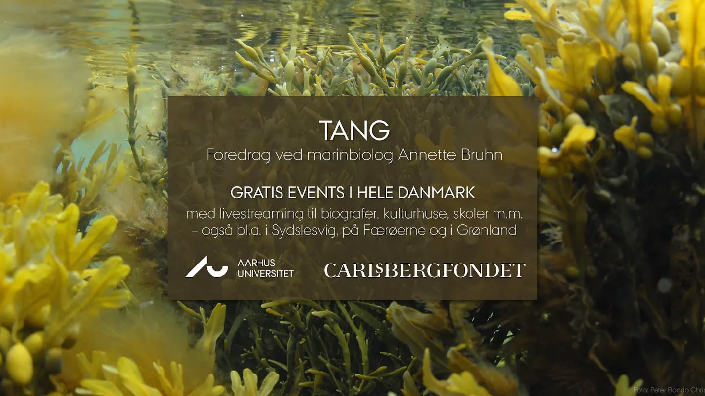 Gratis foredrag: Tang — TUE 17 NOV