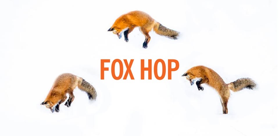 Fox Hop — SAT 24 OCT