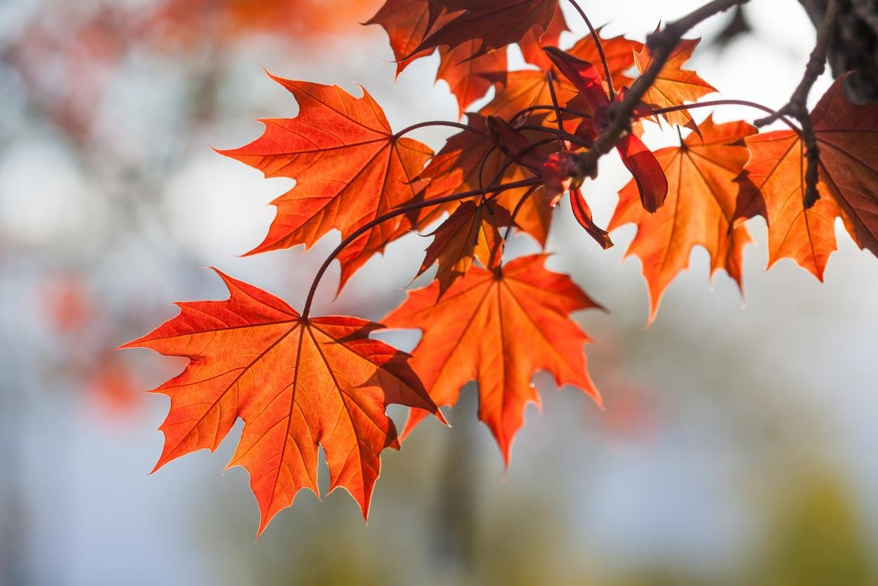 Stage de Hatha Yoga - Les prémices de l'automne - avec Jenn — SUN 4 OCT