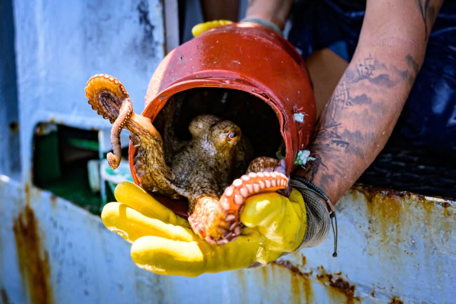 Filmtorsdag: Before the last octopus + besök — THU 15 OCT