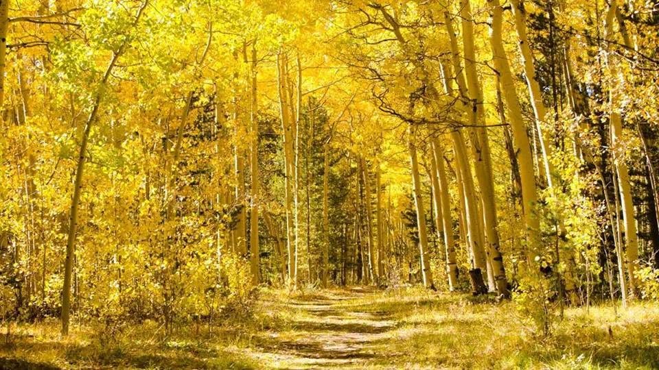 Annual Fall Leaves Hike (Golden Gate Canyon Park) — SUN 4 OCT