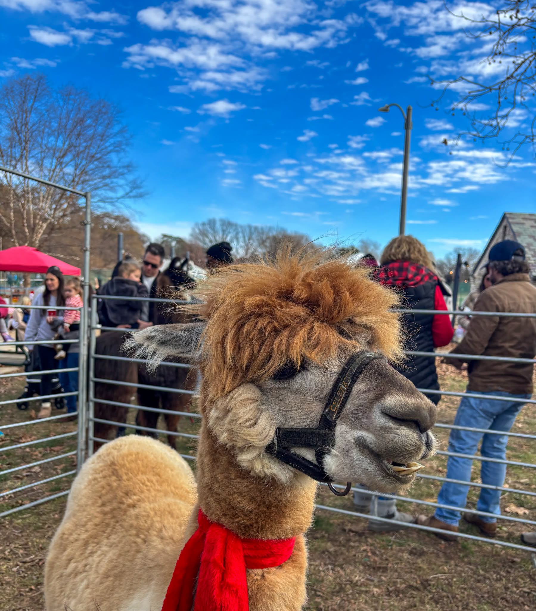 Rockwell Beer Garden Holiday Market — SUN 13 DEC