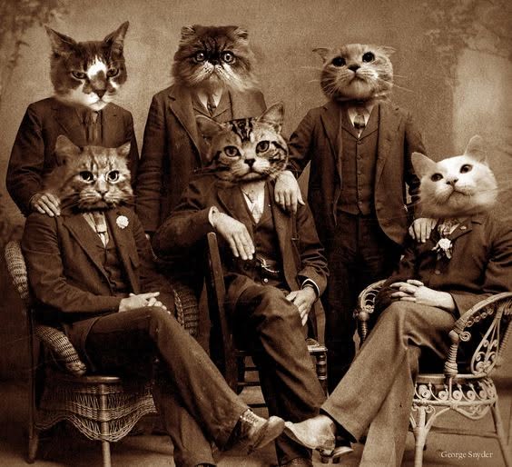 The Cats Live at Steve's Wine Bar — SUN 18 OCT